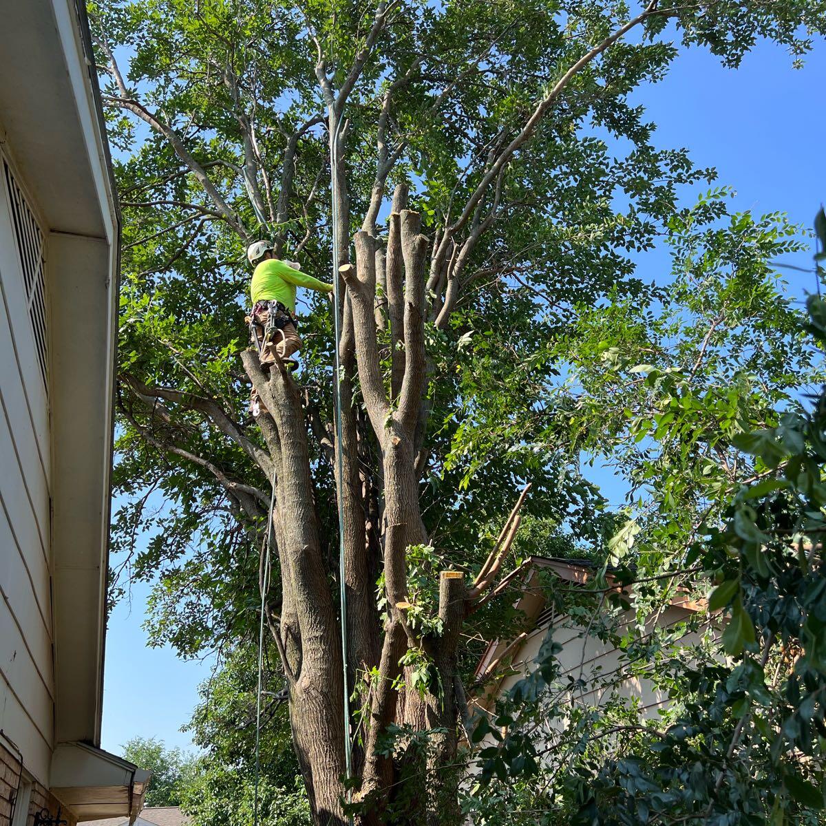 Tree trimming in Edmond OK for clearance and canopy health