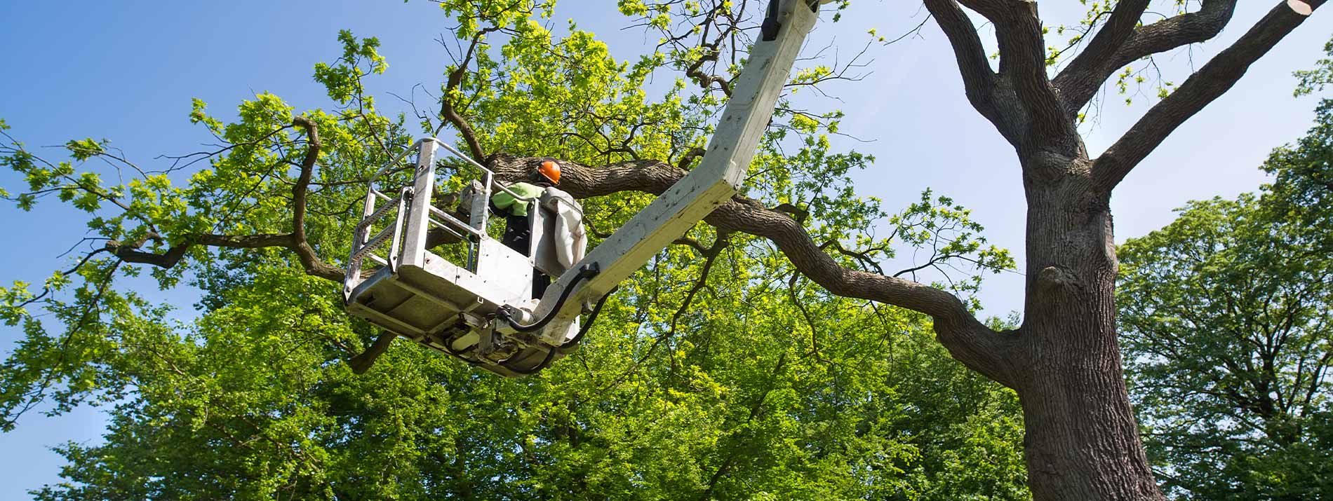 Tree service Guthrie OK on historic lots and mature pecans