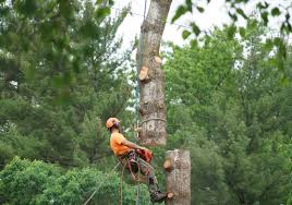 Tree removal in Edmond OK by Redbud Tree Service with complete cleanup