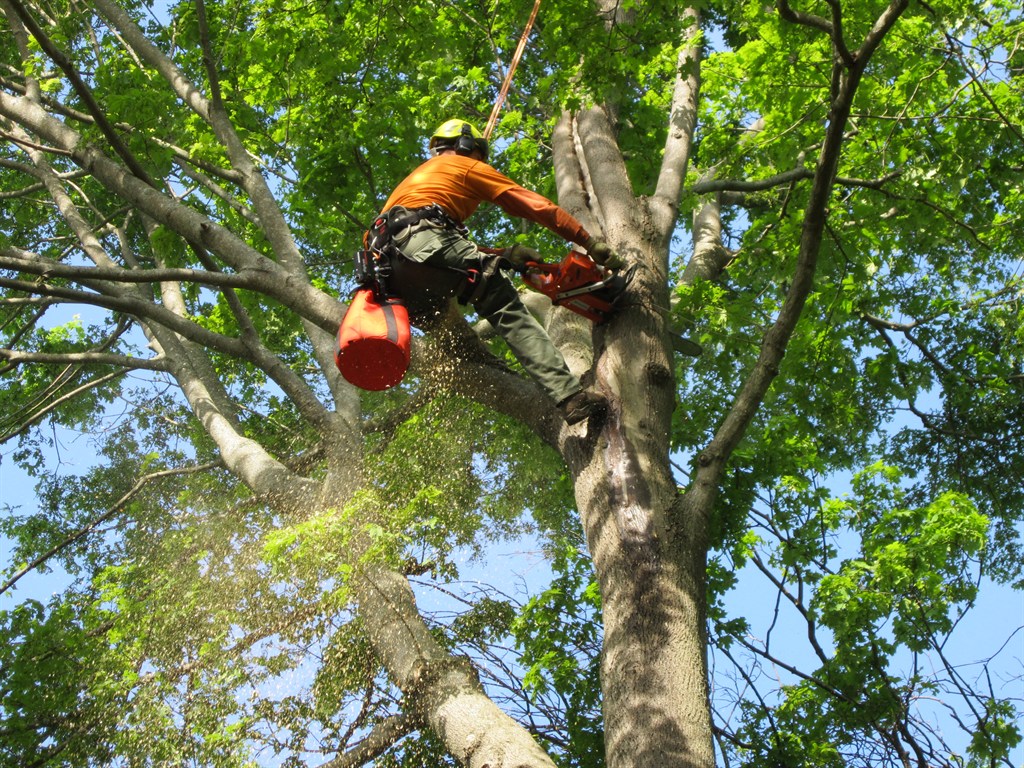 Emergency tree removal in OKC for trees on homes and drives